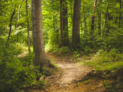 “SARUNAS MEŽĀ” | Kā izvairīties no dzīvībai bīstamām situācijām mežā? 